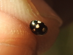 Hyperaspis troglodytes