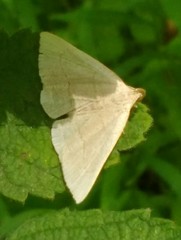 Macrochilo litophora