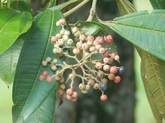Miconia trinervia