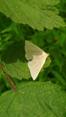 Macrochilo litophora