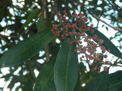 Miconia trinervia