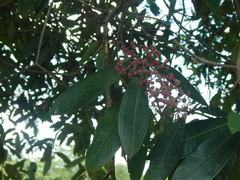 Miconia trinervia