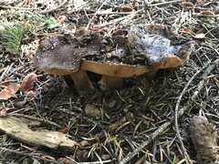Cortinarius subolivascens