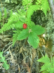 Fragaria vesca americana