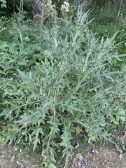 Cirsium vulgare
