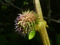 Miconia schlimii