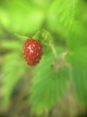 Fragaria vesca americana