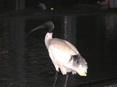 Threskiornis molucca