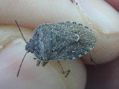 Hymenarcys nervosa