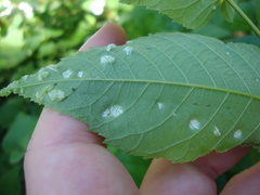 Pseudomicrostroma juglandis