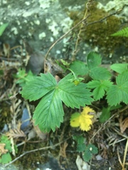 Fragaria vesca americana