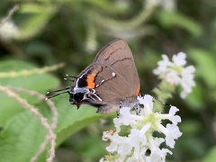 Electrostrymon angelia