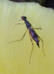 Rainieria