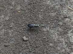 Cicindela punctulata punctulata