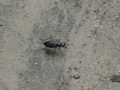 Cicindela punctulata punctulata