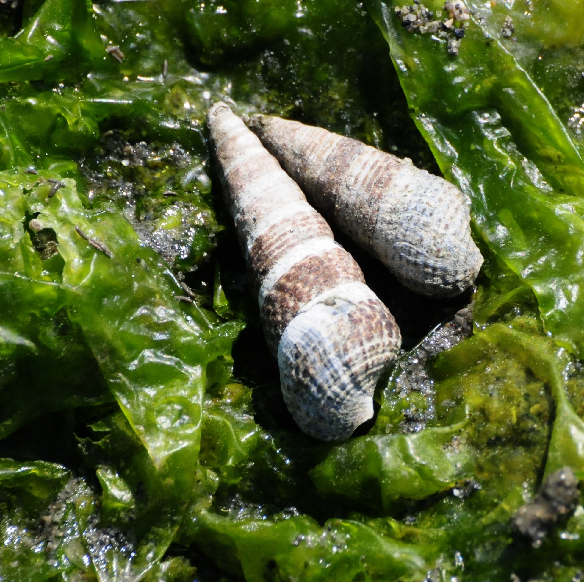 Rus tiliga tarjima bilan xotinim haqida porno filmlar