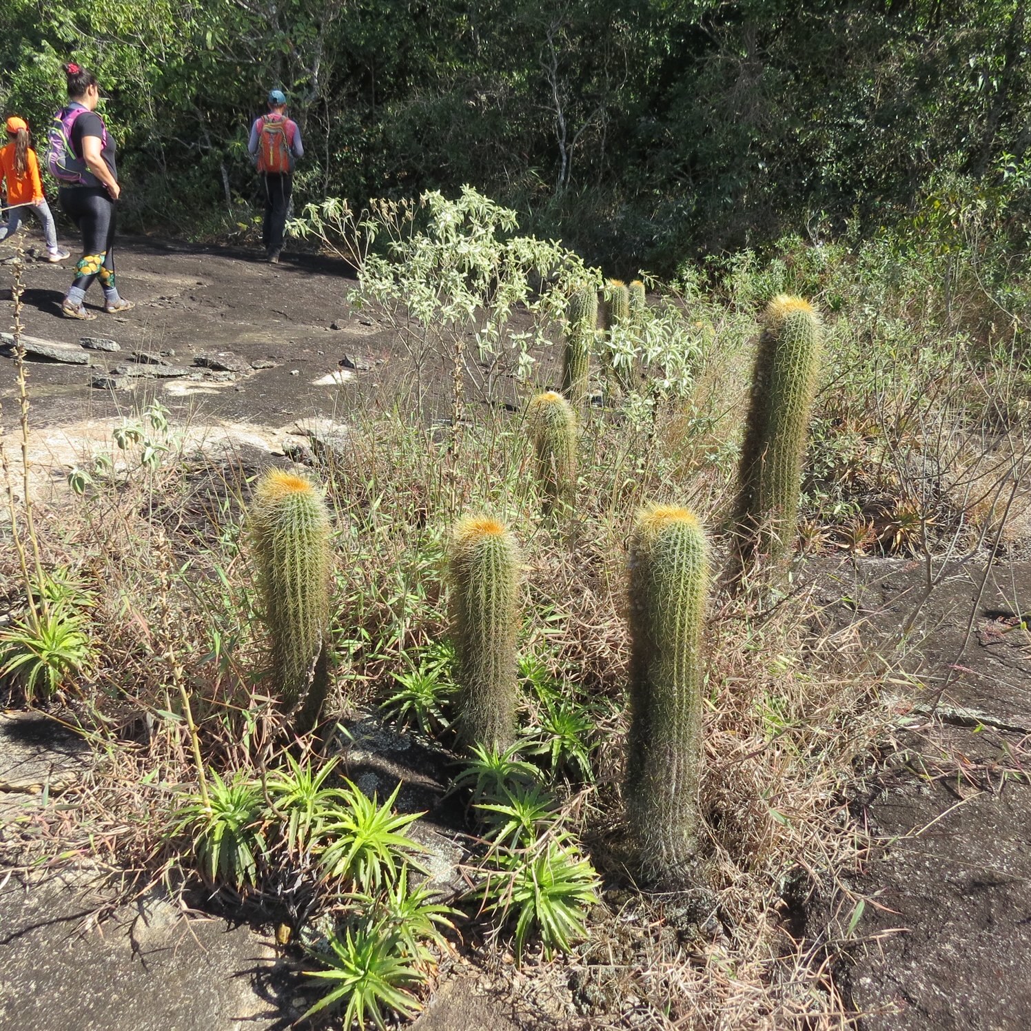 Coleocephalocereus estevesii