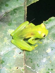 Espadarana prosoblepon