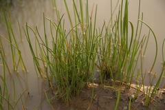 Triglochin scilloides