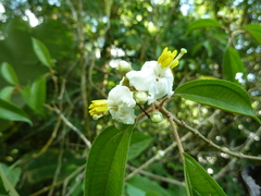 Miconia schlimii