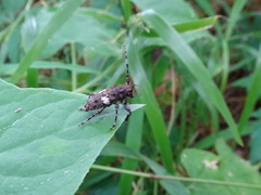 Aegomorphus quadrigibbus