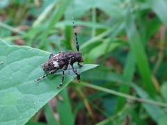 Aegomorphus quadrigibbus