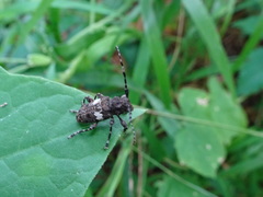 Aegomorphus quadrigibbus