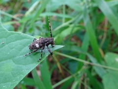 Aegomorphus quadrigibbus