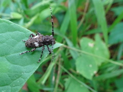 Aegomorphus quadrigibbus