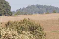 Pipilo maculatus macronyx