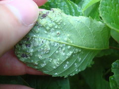 Pseudomicrostroma juglandis