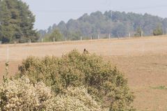 Pipilo maculatus macronyx