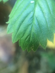 Fragaria vesca americana