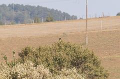 Pipilo maculatus macronyx