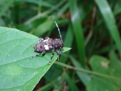 Aegomorphus quadrigibbus