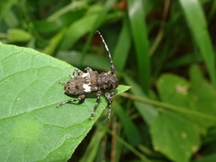Aegomorphus quadrigibbus