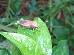 Anasa repetita