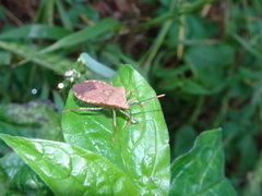 Anasa repetita