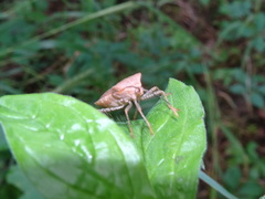 Anasa repetita