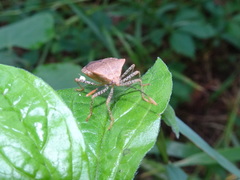 Anasa repetita