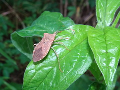 Anasa repetita