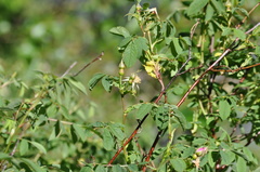 Rosa pisocarpa