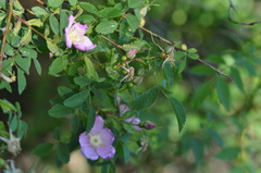 Rosa pisocarpa