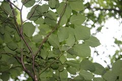 Styrax grandifolius