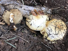 Pholiota olivaceophylla