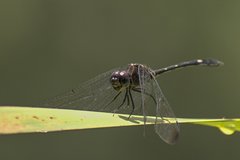 Dythemis velox