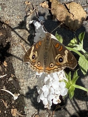 Junonia grisea