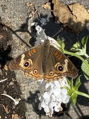 Junonia grisea