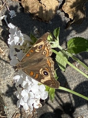 Junonia grisea