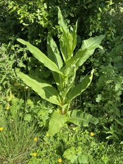 Dipsacus fullonum